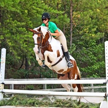 THAT girl obsessed with horses, paint horses to be specific.