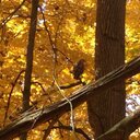 Lori Doll - @LoriDoll202 - Twitter