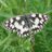 SWillis_Durham's profile image
