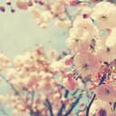 سارة بنت الشيخ (@13ssrr) Twitter
