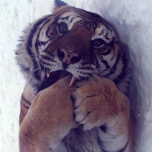 combattiamo's profile picture. the fire in your heart is out