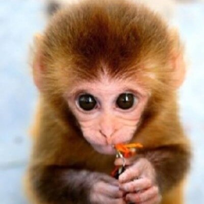 xMarmosetx's profile picture. Wrexham girl with a very quiet life.