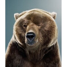 Gangsta Bear Realgangstabear Twitter