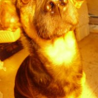 b (@chicaperro) 's Twitter Profile