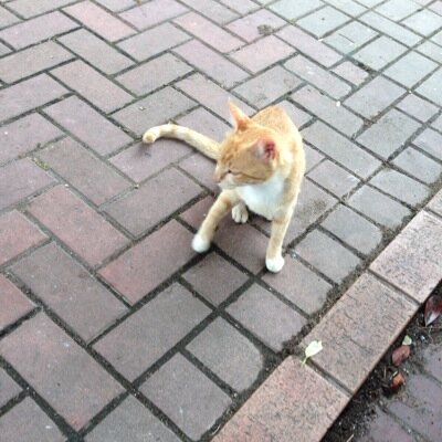 捨て猫さんのプロフィール画像