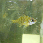 RookeAC's profile picture. Lab & Tutorial Instructor @queensu Biology. Contemporary evolution & invasive species. Data lover, knitter, & biased towards 🐟 #WearAMask #CovidIsNotOver 🇨🇦