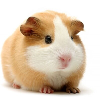 imaguineapigYO's profile picture. So im THE guinea pig.