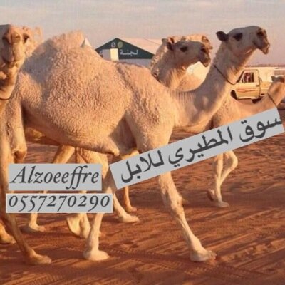 حساب يهتم بالابل بيع - شراء - عرض- تسويق -استشاره . للتواصل ٠٥٥٧٢٧٠٢٩٠فهد المطيري