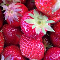 Ferme Proulx Farm (@fermeproulxfarm) 's Twitter Profile