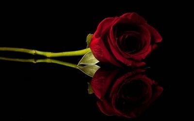 math_risi's profile picture. ‏‏اللهم اهدنا لطريق الخير .. واجمعنا فالفردوس .. يا رب