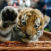 TFB Cats love Cats, and can stalk people, well only cats. TFB Cats also follow back people every 2 hours.