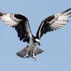 arbhawk's profile picture. 