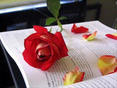 الكتابه : هي رائحه ثالثه .. ومتنفس لشخص لا يتحدث كثيرآ . ̣