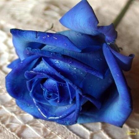 Haber, soy Rosa... pero no azul. xd
