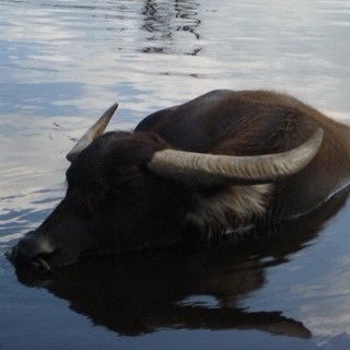 MysteriousRoots's profile picture. Venerable Abbot of BuddhaLandTemple , Dharma heir of @gr8cloud teacher with limitless heart .Will post teisho and other zen words