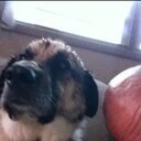 blindracing's profile picture. have retinaities pigmentosa