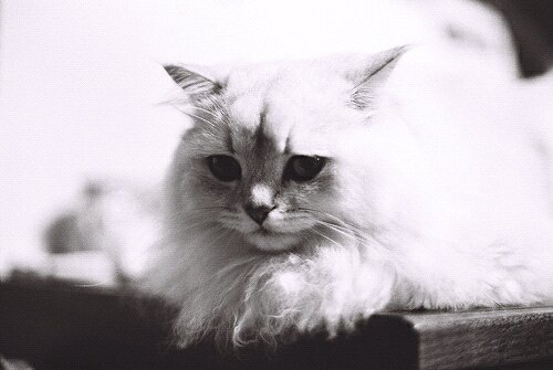 SOY UN GATO DIVO BCS SOY THE BEST CAT IN TE WORLD~ MI AMO ES UN BRUJO Y DEJA LA CASA LLENA DE PURPURINA~TODOS LOS GATOS ME AMAN~MEOW {@CabreadosRol}