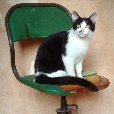 Follow us renovating a Victorian house... A designer, a builder and a crazy kitten, what could possibly go wrong? Most things, it would seem.