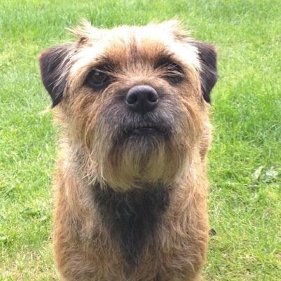 MillieTigerLily's profile picture. Being this cute is hard work, ya know??! Border Terrier and Proud