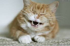 suarezdomordida's profile picture. 