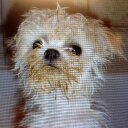 Stacey Hull - @apseahull - Twitter