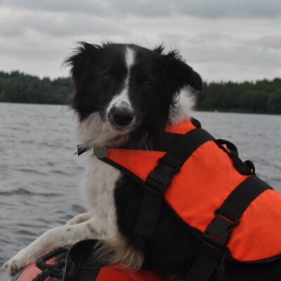 Loves messing about in boats and now a fully operational Water Search Dog.