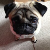 Hilary Skegg (@wykes_hilary) 's Twitter Profile