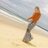 carmen_rufino's profile image