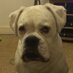 ian gifford (@iangifford2) Twitter profile photo