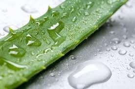 Discover the benefits of Aloe Vera and Bee Pollen.  Follow for health and beauty tips.