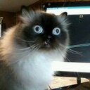 Brotherhood - @pablo_lin - Twitter