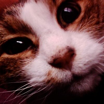 The Pet Fund Thepetfund Twitter