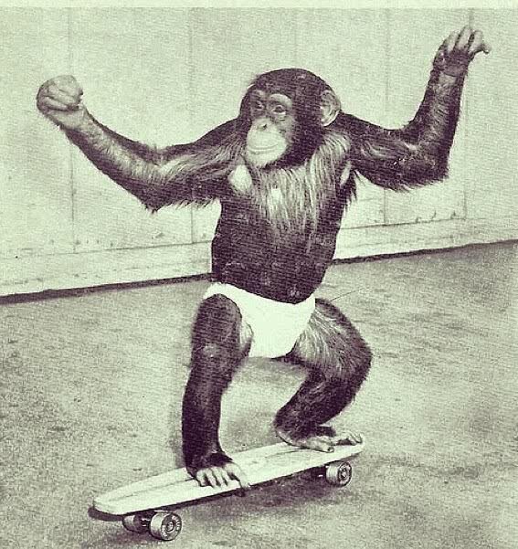 Eat, pray, medem, and think like monkey!