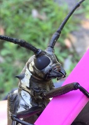 mmassaoo's profile picture. 腐？古い地球人のオタデス