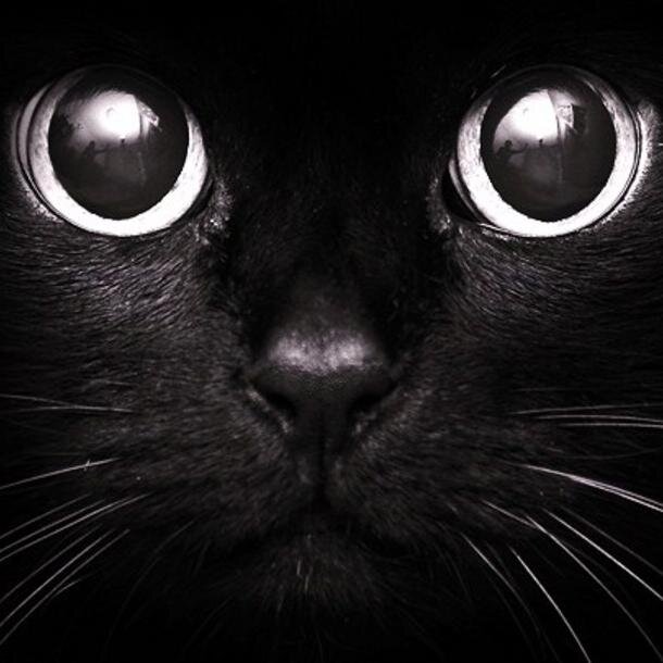 muchblackcat's profile picture. Diaries of a mad black cat