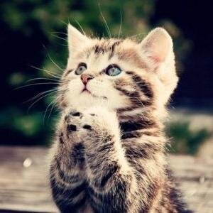 lpleckie's profile picture. 