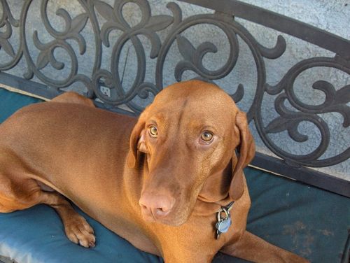 My Vizsla's names are Sophia and Ellie Sue. They are fast, smart, sassy and  cuddle bugs.