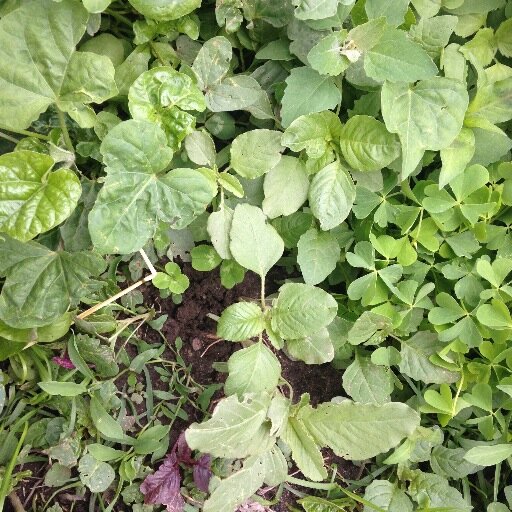 An urban food forest movement that plants food for all with an attitude of gratitude!