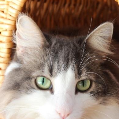 にゃんこ好き☆ #cats #猫 #国境なき猫もふ団 #フォロバ  #相互フォロー支援 #follow #followme #followmejp #sougofollow #followback #refollow #autofollow #followcircle #refollowjp