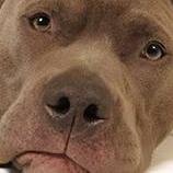 Support mandatory spay/neuter of pit bulls.