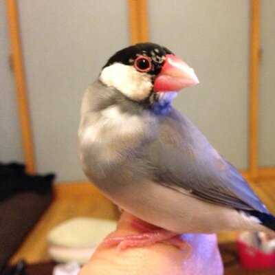 家で飼ってる文鳥と遊ぶこと歌うことが好きです！ 息子たち（双子の自閉症スペクトラム）のマッサージと、ナオトインティライミの歌、まらしぃのピアノなどで癒されています！写真も撮ります！ピアノ弾くのも好きです！発達障害についてもまだまだ知りたいです！田舎に住んでます！よろしくお願いします。