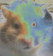 Hamstertron's profile picture. Software Engineer 20+ years, ADHD labrador energy, serial NaNoWriMo abandoner, amateur game dev (Godot), lactose intolerant, Shiba Inu owner, bad with word limi