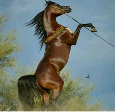 ‏‏سوق الخيل العربيه والشعبيه و الانتاج للتواصل 0504288108 واتس اب فقط