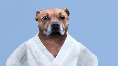 I'm Roy from Dog Judo. https://t.co/XEFFxIUJLi https://t.co/Uw9p0nezK0