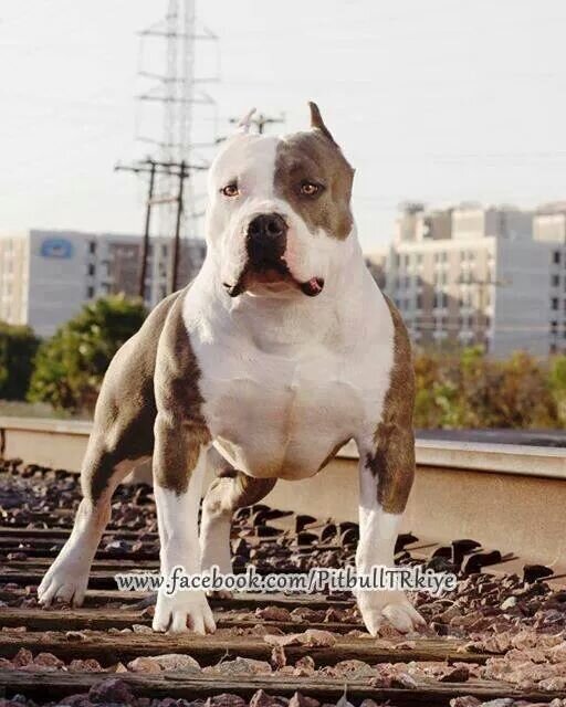 Rypy2012's profile picture. 