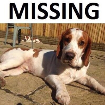 Hansum is a male beagle x springer and has been missing since 31/05/14 from briton ferry neath south wales. #FindHansum