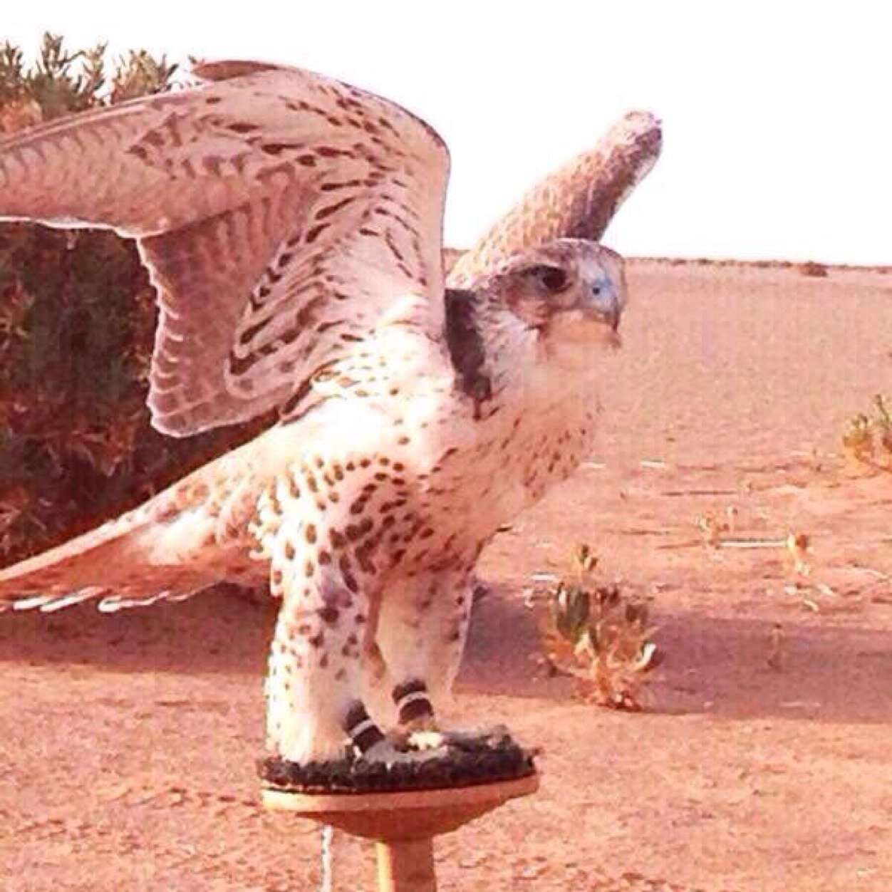 عوبه / ولكن ذوق / . . ومهايطيـــه !................ ومااسولف إلا عن غــــزو القبــــــــــايل... عاشقه لقبيلتي ومتذوقه لشعر