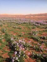 nasser11401's profile picture. ‏سبحان الله وبحمده سبحان الله العظيم