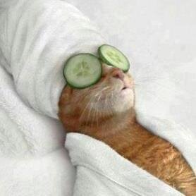 猫が大好きです。猫を飼っています。猫に関する可愛い画像、微笑ましい画像、笑っちゃう画像を紹介します。いい！と思ったらフォローお願いしますにゃ♪
相互フォローお願いします　#followmejp #sougofollow