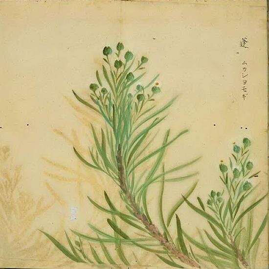 czyy_lin's profile picture. 